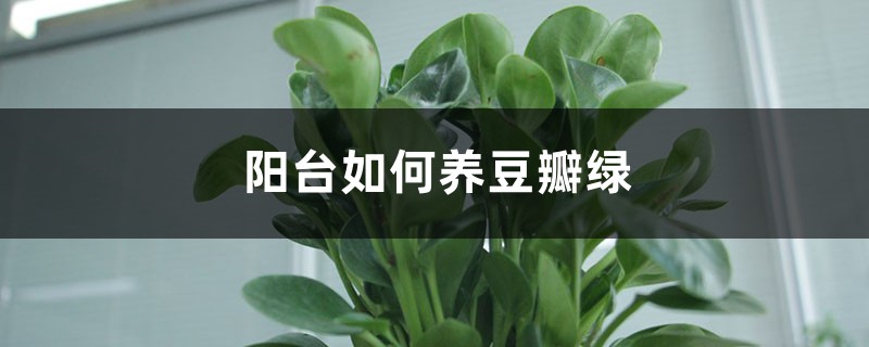阳台如何养豆瓣绿,需要注意什么 阳台如何养豆瓣绿,需要注意什么