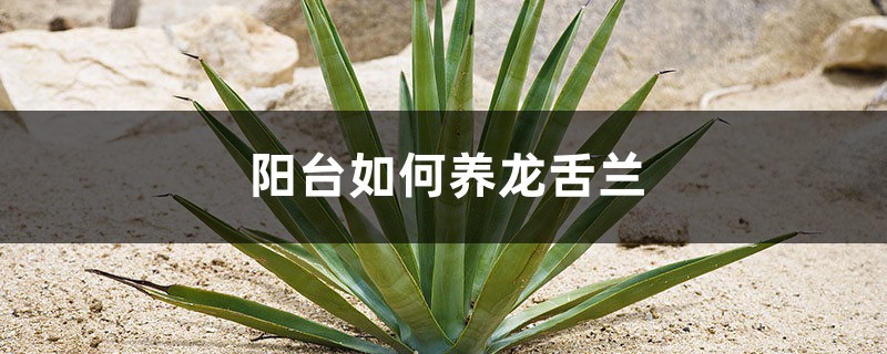 阳台如何养龙舌兰,需要注意什么 阳台如何养龙舌兰,需要注意什么