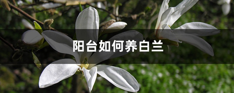 阳台如何养白兰,需要注意什么 阳台如何养白兰,需要注意什么