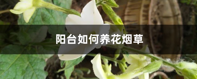 阳台如何养花烟草,需要注意什么 阳台如何养花烟草,需要注意什么