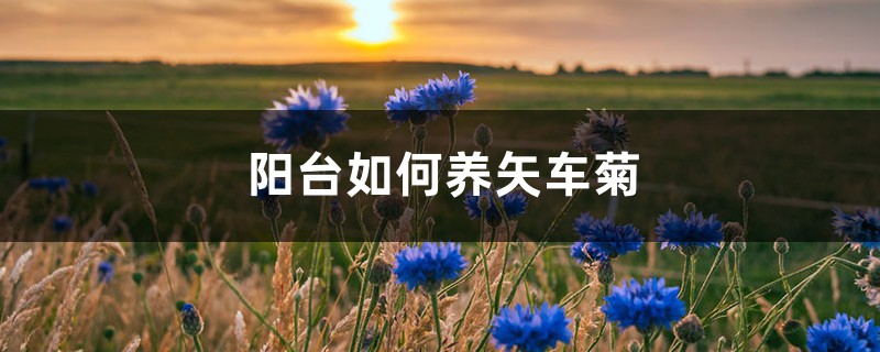 阳台如何养矢车菊,需要注意什么 阳台如何养矢车菊,需要注意什么