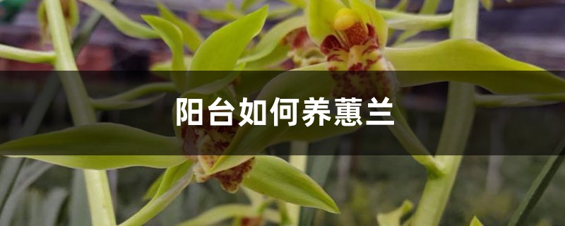 阳台如何养蕙兰,需要注意什么 阳台如何养蕙兰,需要注意什么
