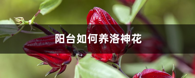 阳台如何养洛神花,需要注意什么 阳台如何养洛神花,需要注意什么
