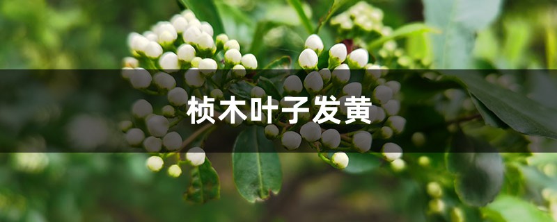 桢木黄叶的原因和处理办法 桢木黄叶的原因和处理办法