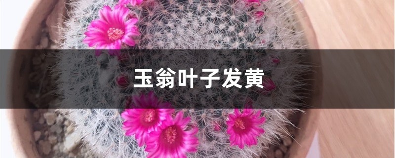 玉翁黄叶的原因和处理办法 玉翁黄叶的原因和处理办法