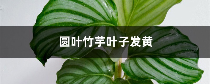 圆叶竹芋黄叶的原因和处理办法 圆叶竹芋黄叶的原因和处理办法