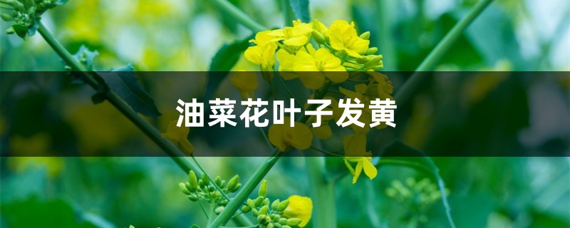 油菜花黄叶的原因和处理办法 油菜花黄叶的原因和处理办法