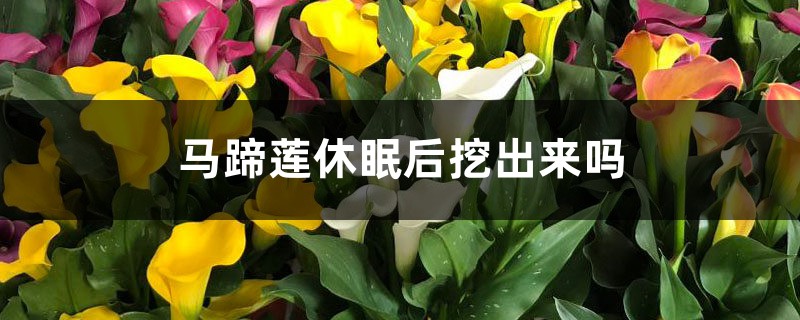 马蹄莲休眠后挖出来吗,夏季休眠后一定要冷藏吗 马蹄莲休眠后挖出来吗,夏季休眠后一定要冷藏吗