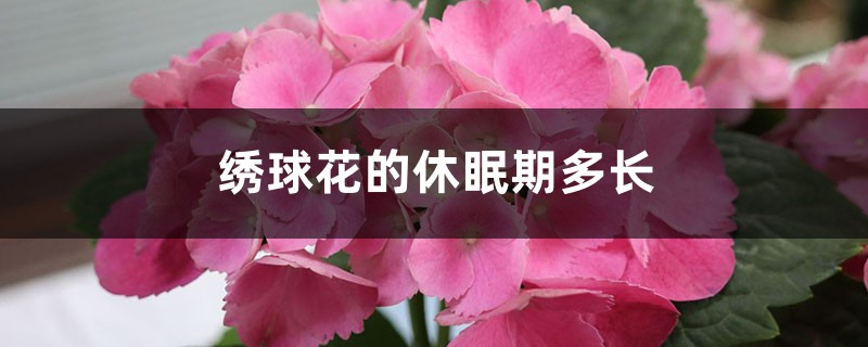 绣球花有休眠期吗,绣球花的休眠期多长 绣球花有休眠期吗,绣球花的休眠期多长
