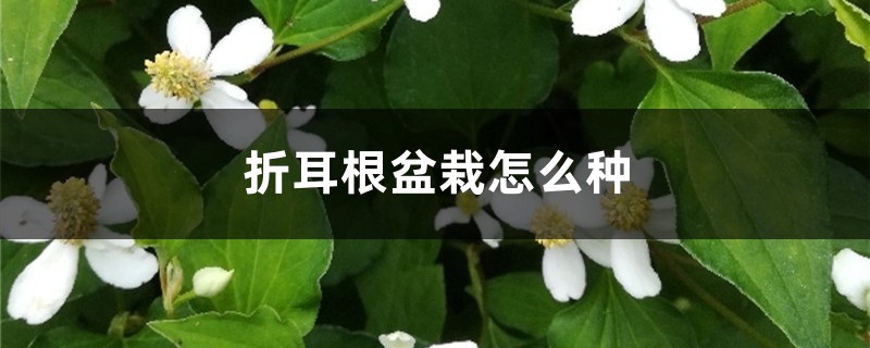 折耳根盆栽怎么种,鱼腥草怎么盆栽 折耳根盆栽怎么种,鱼腥草怎么盆栽