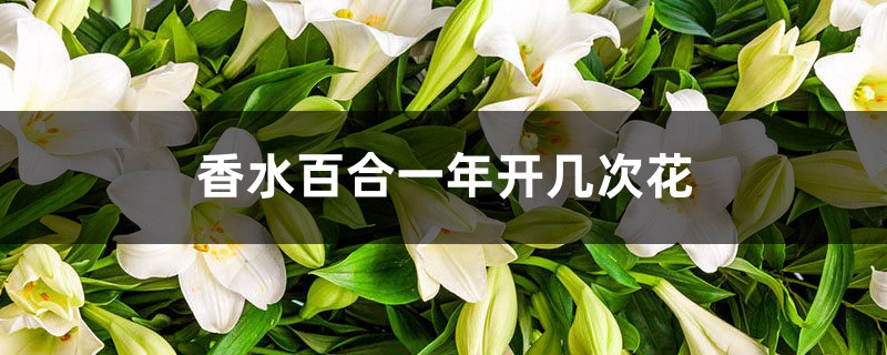 香水百合一年开几次花,香水百合花语 香水百合一年开几次花,香水百合花语