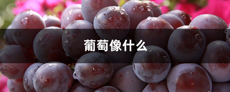 葡萄像什么,葡萄图片 葡萄像什么,葡萄图片