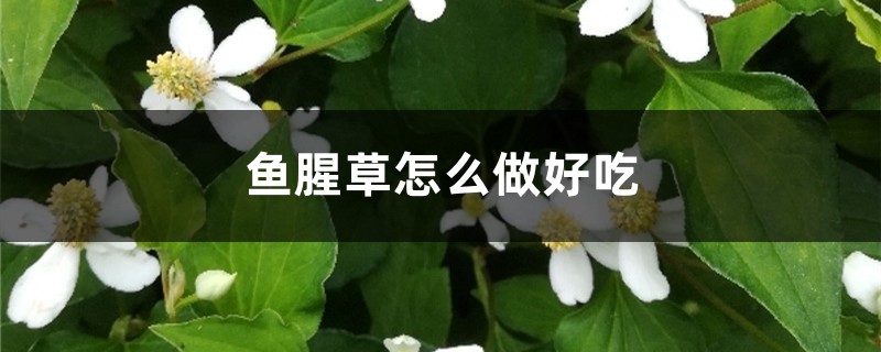 鱼腥草怎么吃,鱼腥草怎么做好吃 鱼腥草怎么吃,鱼腥草怎么做好吃