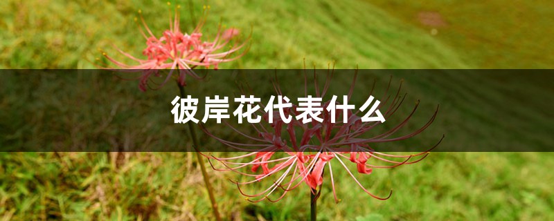 彼岸花代表什么,彼岸花的意义 彼岸花代表什么,彼岸花的意义