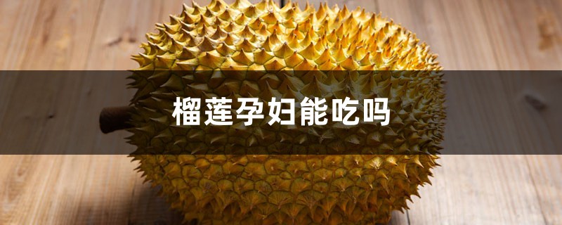 榴莲孕妇能吃吗,吃榴莲的好处 榴莲孕妇能吃吗,吃榴莲的好处