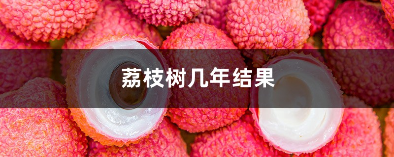 荔枝树几年结果,荔枝树图片 荔枝树几年结果,荔枝树图片