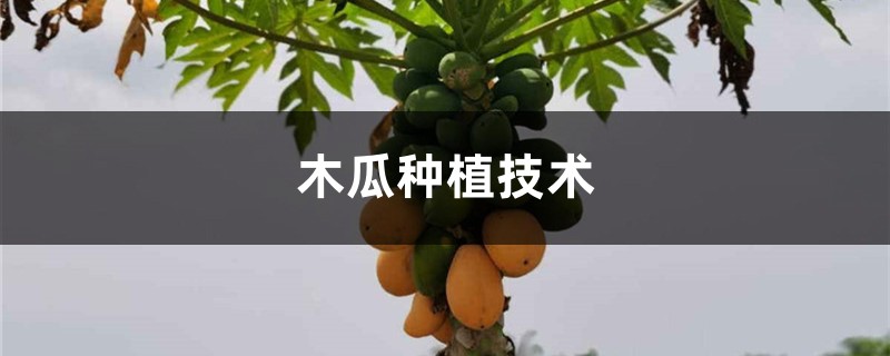 木瓜种植技术,木瓜籽怎么种 木瓜种植技术,木瓜籽怎么种