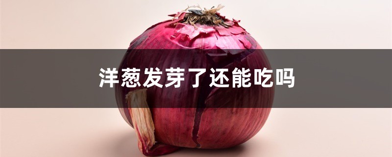 洋葱可以生吃吗,洋葱发芽了还能吃吗 洋葱可以生吃吗,洋葱发芽了还能吃吗