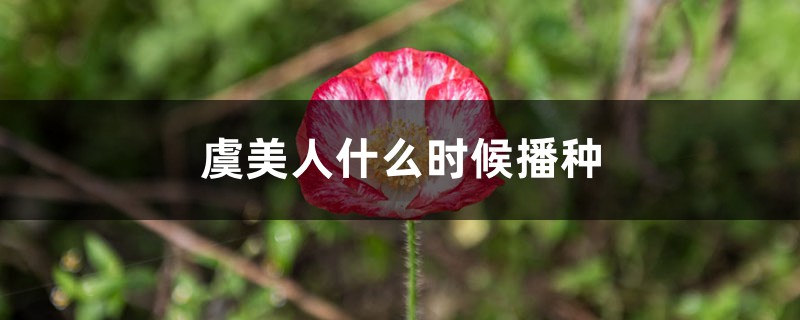 虞美人什么时候播种,虞美人花图片 虞美人什么时候播种,虞美人花图片