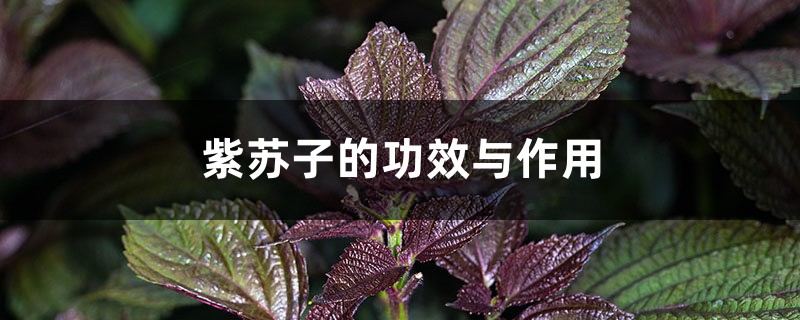 紫苏子的功效与作用,紫苏子的副作用 紫苏子的功效与作用,紫苏子的副作用