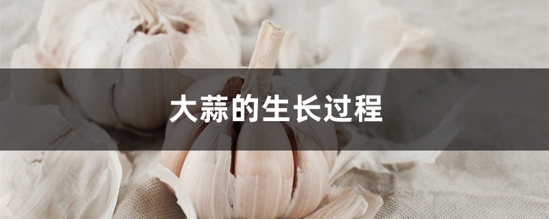 大蒜的生长过程,大蒜图片 大蒜的生长过程,大蒜图片