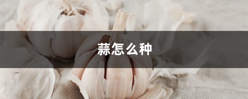 蒜怎么种,大蒜生长过程 蒜怎么种,大蒜生长过程
