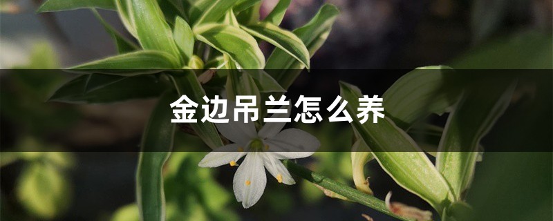 金边吊兰怎么养,金边吊兰图片 金边吊兰怎么养,金边吊兰图片