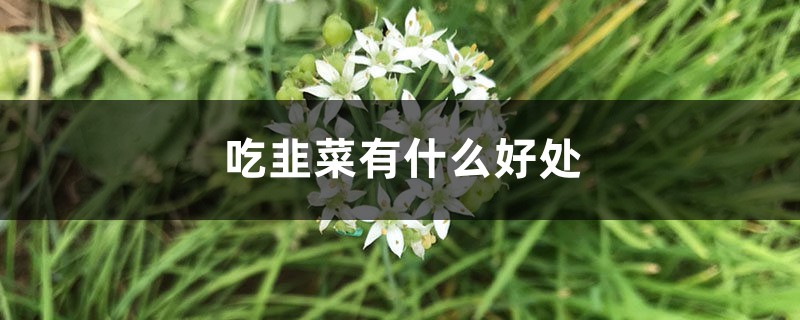吃韭菜有什么好处,男人吃韭菜的好处 吃韭菜有什么好处,男人吃韭菜的好处