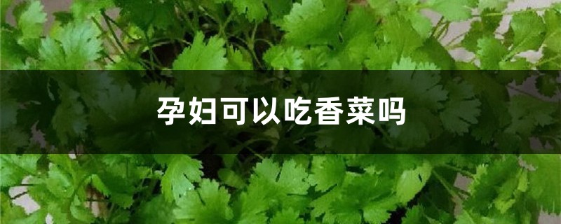 孕妇可以吃香菜吗,怀孕可以吃香菜吗 孕妇可以吃香菜吗,怀孕可以吃香菜吗