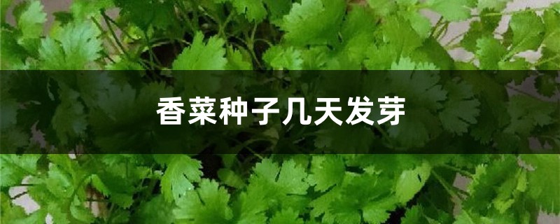 怎么种香菜,种子几天发芽 怎么种香菜,种子几天发芽