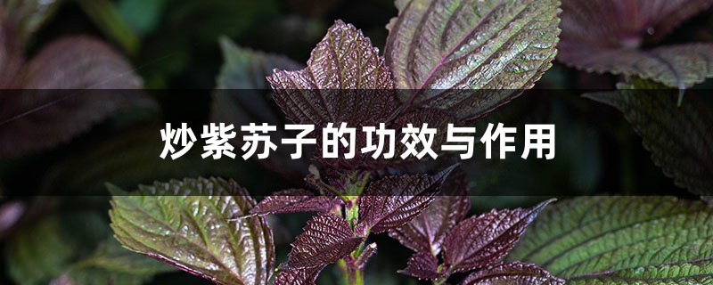 炒紫苏子的功效与作用,紫苏子的功效与作用及禁忌 炒紫苏子的功效与作用,紫苏子的功效与作用及禁忌