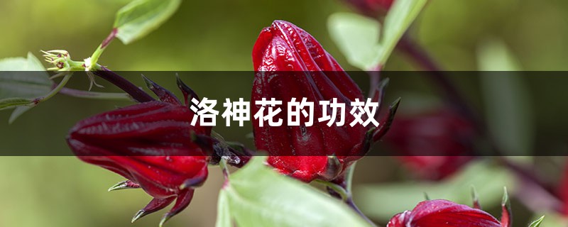洛神花的功效与作用 洛神花的功效与作用