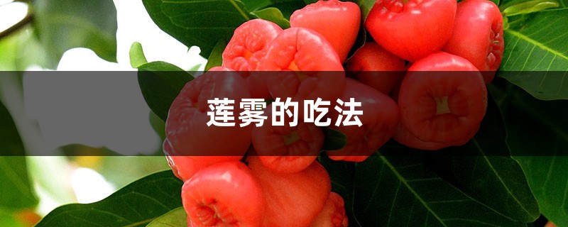 莲雾好吃吗,(吃法介绍) 莲雾好吃吗,(吃法介绍)