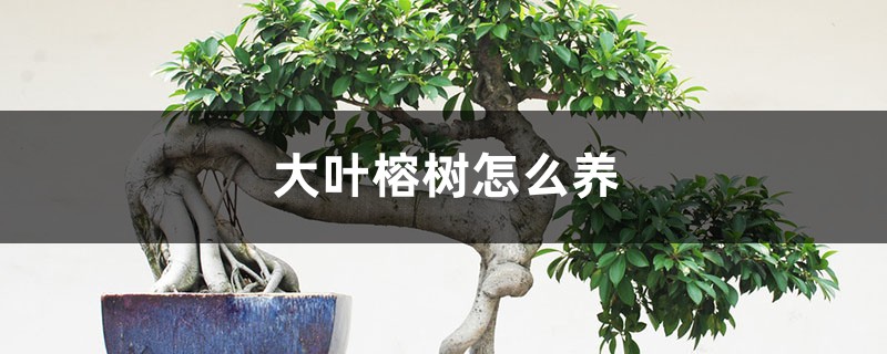 大叶榕树怎么养,大叶榕树图片 大叶榕树怎么养,大叶榕树图片