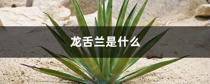 龙舌兰是什么,龙舌兰图片 龙舌兰是什么,龙舌兰图片