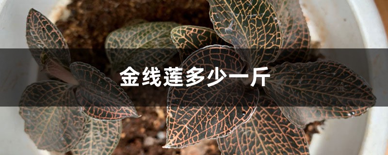 金线莲多少一斤(价钱介绍) 金线莲多少一斤(价钱介绍)