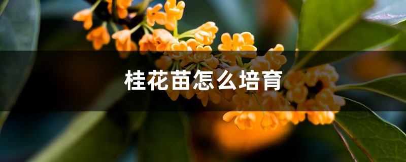 桂花苗怎么培育,桂花苗如何移栽 桂花苗怎么培育,桂花苗如何移栽