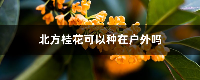 北方桂花可以种在户外吗,如何过冬 北方桂花可以种在户外吗,如何过冬