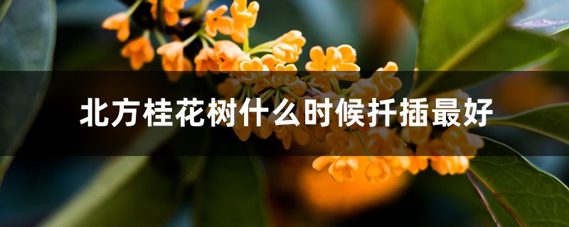 北方桂花树什么时候扦插最好,怎么扦插 北方桂花树什么时候扦插最好,怎么扦插