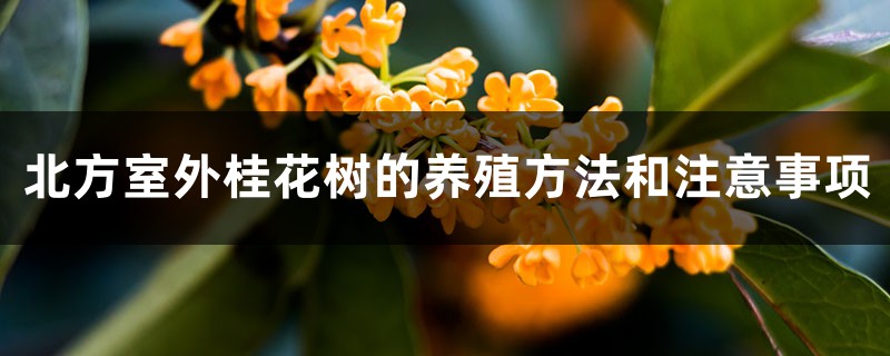 桂花树北方可以室外种吗,北方室外的养殖方法和注意事项 桂花树北方可以室外种吗,北方室外的养殖方法和注意事项