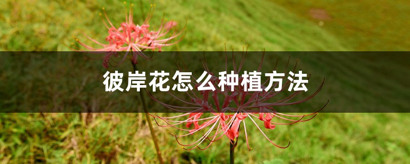 彼岸花怎么种植方法,彼岸花的种植方法和时间 彼岸花怎么种植方法,彼岸花的种植方法和时间