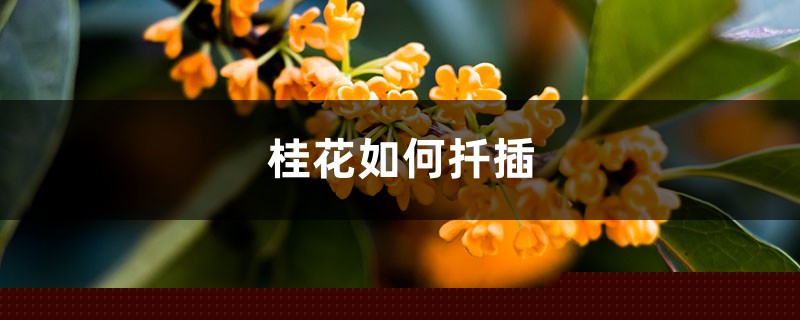 桂花如何扦插，粗枝能不能扦插