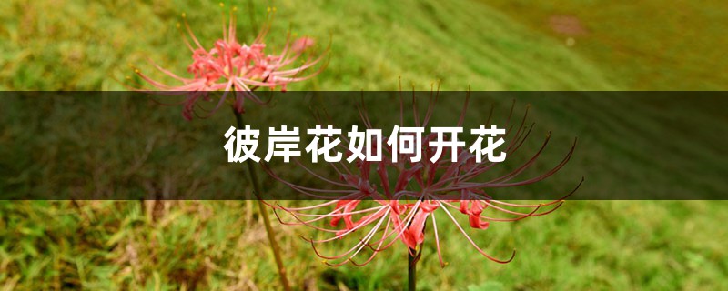彼岸花如何开花,彼岸花开花后怎么处理 彼岸花如何开花,彼岸花开花后怎么处理