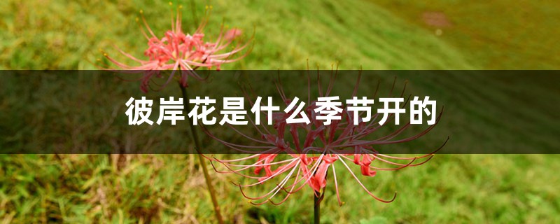彼岸花是什么季节开的,彼岸花适合什么季节栽种 彼岸花是什么季节开的,彼岸花适合什么季节栽种