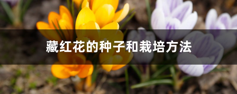 藏红花的种子和栽培方法,藏红花的种植时间 藏红花的种子和栽培方法,藏红花的种植时间