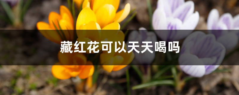 藏红花可以天天喝吗,有什么好处和危害 藏红花可以天天喝吗,有什么好处和危害