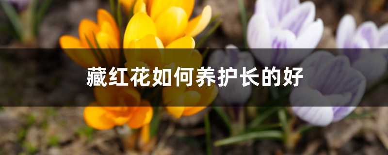 藏红花如何养护长的好,需注意什么 藏红花如何养护长的好,需注意什么