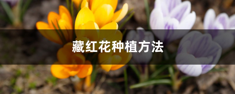 藏红花种植方法,室内可以种植吗 藏红花种植方法,室内可以种植吗