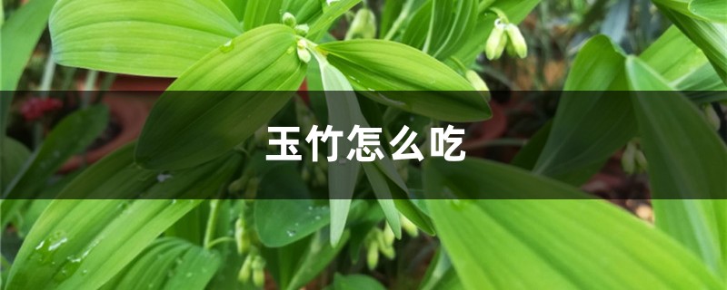 玉竹怎么吃,玉竹的功效 玉竹怎么吃,玉竹的功效