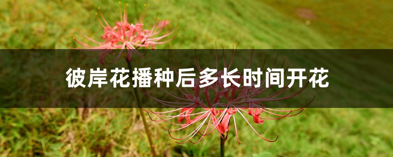 彼岸花播种后多长时间开花,彼岸花种子怎么播种 彼岸花播种后多长时间开花,彼岸花种子怎么播种